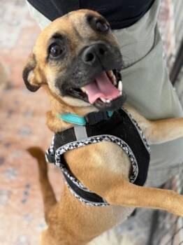 Rescue Pug and Dachshund Dogs for Adoption in Redondo Beach, California - Lacey | PetCurious