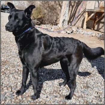 Labrador Retriever Dogs Available for Adoption in Littleton, Colorado - Coco | PetCurious