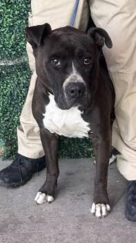 Cane Corso and Mixed Breed Dogs Available for Adoption in El Paso, Texas - 61057965 | PetCurious