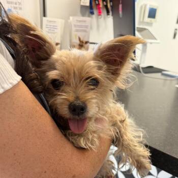 Chocho -  Yorkshire Terrier Dog for Adoption in Los Angeles, California - Chocho | PetCurious