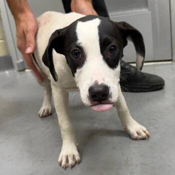 07/08/2026-Stray-50thStreet-2 -  Mixed Breed Dog for Adoption in Columbus, Georgia - 07/08/2026-Stray-50thStreet-2 | PetCurious