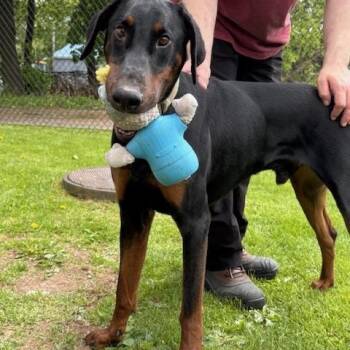 Doberman Pinscher Dogs Available for Adoption in Fleetwood, Pennsylvania - Sammy | PetCurious