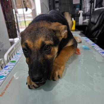 Sasha (Diva Litter) -  German Shepherd Dog and Mixed Breed Dog for Adoption in TIMBERCRK CYN, Texas - Sasha (Diva Litter) | PetCurious