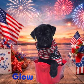 Glow -  Mixed Breed Dog for Adoption in Joliet, Illinois - Glow | PetCurious
