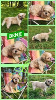 BENJI -  Shih Tzu Dog for Adoption in Jackson, Tennessee - BENJI | PetCurious