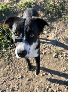 Rescue Border Collie and Mixed Breed Dogs for Adoption in Fort Collins, Colorado - Venola | PetCurious
