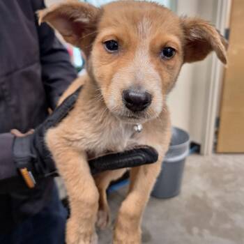 Cattle Dog and Australian Shepherd Dogs Available for Adoption in Austin, Texas - Macintosh | PetCurious