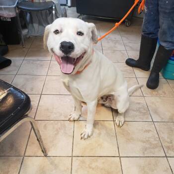 Rescue Mixed Breed Dogs for Adoption in Cape Girardeau, Missouri - Dexter | PetCurious