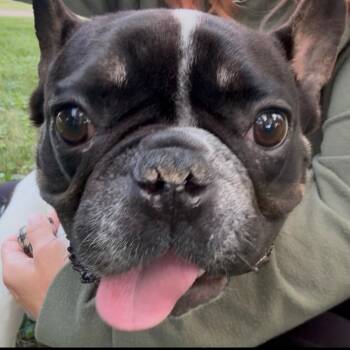 Gustave -  French Bulldog Dog for Adoption in Huber Heights, Ohio - Gustave | PetCurious
