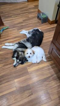 Alaskan Malamute Dogs Available for Adoption in Seattle, Washington - CHEWIE | PetCurious