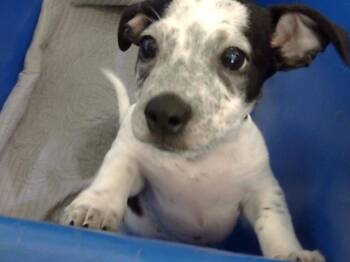 STITCH -  Mixed Breed Dog for Adoption in Dallas, Texas - STITCH | PetCurious