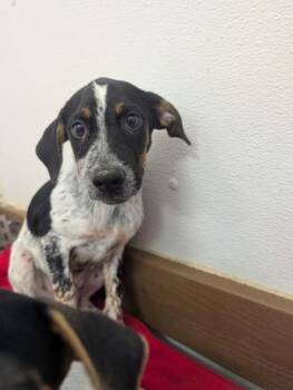 Dipper -  Rat Terrier and Mixed Breed Dog for Adoption in Divide, Colorado - Dipper | PetCurious