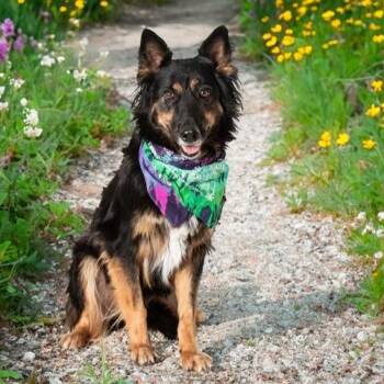 Rescue German Shepherd Dog Dogs for Adoption in San Andreas, California - Ritas | PetCurious