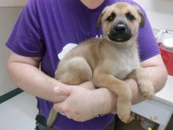 OSIRUS -  German Shepherd Dog and Mixed Breed Dog for Adoption in Oroville, California - OSIRUS | PetCurious