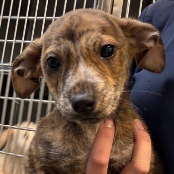 Mixed Breed Dogs Available for Adoption - Winnie | PetCurious