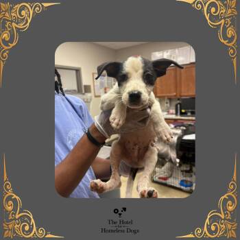 Petey -  Australian Cattle Dog Blue Heeler and Mixed Breed Dog for Adoption in Cumberland, Rhode Island - Petey | PetCurious