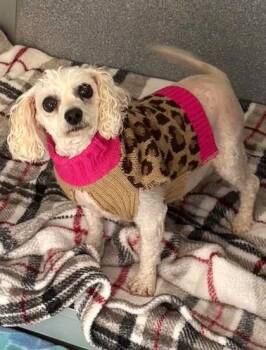 Castor -  Miniature Poodle Dog for Adoption in Waupaca, Wisconsin - Castor | PetCurious