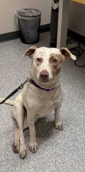 Australian Cattle Dog Blue Heeler Dogs Available for Adoption - Sugar Sparkles | PetCurious