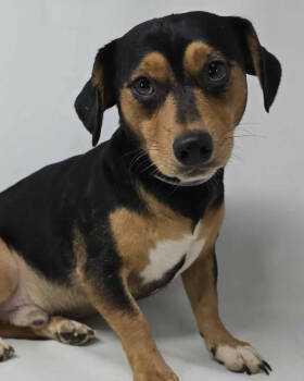 Rescue Chihuahua and Dachshund Dogs for Adoption in New York, New York - Chunky | PetCurious