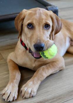 Lucky -  Hound and Labrador Retriever Dog for Adoption in Fort Worth, Texas - Lucky | PetCurious