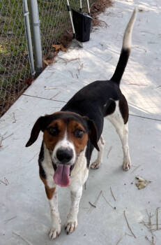 Rescue Hound Dogs for Adoption in Ocean Township, New Jersey - Gus - Gus The Great! | PetCurious