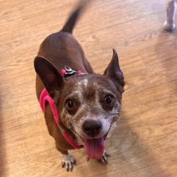 Sugar Free 14274 -  Chihuahua Dog for Adoption in San Francisco, California - Sugar Free 14274 | PetCurious