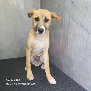 Labrador Retriever Dogs Available for Adoption - MITCH | PetCurious