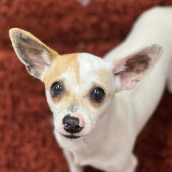 Chihuahua and Retriever Dogs Available for Adoption - Inumaki  | PetCurious