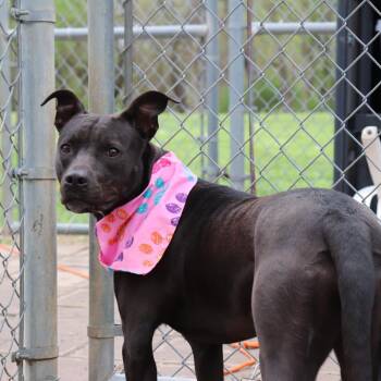 Labrador Retriever and Mixed Breed Dogs Available for Adoption - Birdie | PetCurious