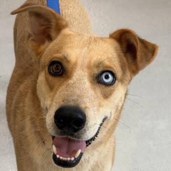 Hank *Avail 6/27 at Biddeford Petsmart* -  Mixed Breed Dog for Adoption in Kennebunk, Maine - Hank *Avail 6/27 At Biddeford Petsmart* | PetCurious