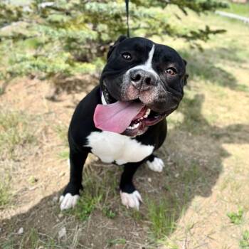 American Bulldog and Pit Bull Terrier Dogs Available for Adoption in Great Falls, Montana - Junior | PetCurious
