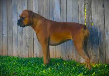 Phoenix IV -  Boxer Dog for Adoption in Hewitt, Texas - Phoenix IV | PetCurious