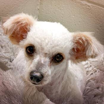 Miniature Poodle Dogs Available for Adoption in Hondo, Texas - Margarita - No Salt | PetCurious