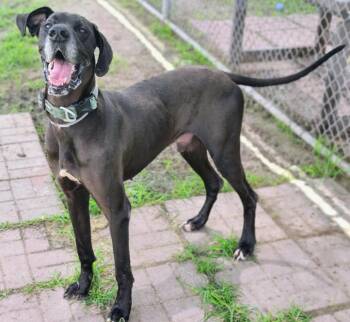 Duke -  Great Dane Dog for Adoption in Houston, Texas - Duke | PetCurious