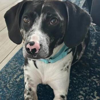 Brody -  Beagle Dog for Adoption in Myrtle Beach, South Carolina - Brody | PetCurious