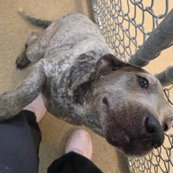 Bluetick Coonhound and Australian Cattle Dog Blue Heeler Dogs Available for Adoption in Bristol, Indiana - Sencha | PetCurious