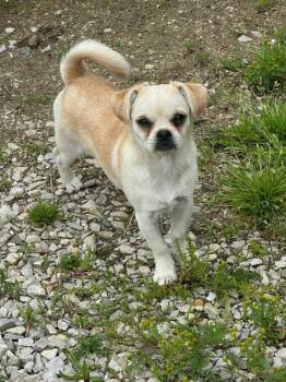 Pug Dogs Available for Adoption in Linton, Indiana - Salchicha | PetCurious
