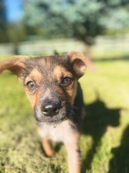 Little Dude -  Shepherd Dog for Adoption in Polson, Montana - Little Dude | PetCurious