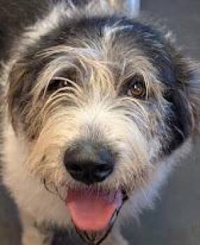 Great Pyrenees Dogs Available for Adoption - Annie | PetCurious