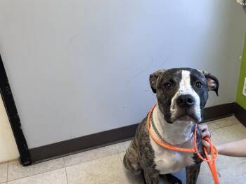 KINO -  Pit Bull Terrier and Great Dane Dog for Adoption in Kent, Washington - KINO | PetCurious