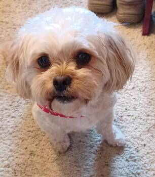 LUNA -  Shih Tzu Dog for Adoption in Eden Prairie, Minnesota - LUNA | PetCurious