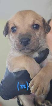 Shawn - Selina -  American Bulldog Dog for Adoption in Lakeland, Florida - Shawn - Selina | PetCurious