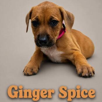 Ginger Spice -  Labrador Retriever Dog for Adoption in Myrtle Beach, South Carolina - Ginger Spice | PetCurious