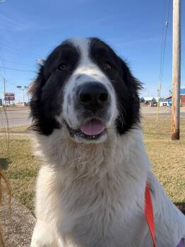 Great Pyrenees and Newfoundland Dog Dogs Available for Adoption - Beans | PetCurious