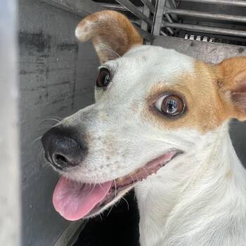 Jackfruit -  Shepherd Dog for Adoption in Edinburg, Texas - Jackfruit | PetCurious