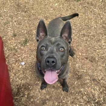 American Staffordshire Terrier Dogs Available for Adoption in Roanoke, Virginia - Archer | PetCurious