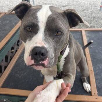 Brie -  Terrier and Mixed Breed Dog for Adoption in Mooresville, North Carolina - Brie | PetCurious