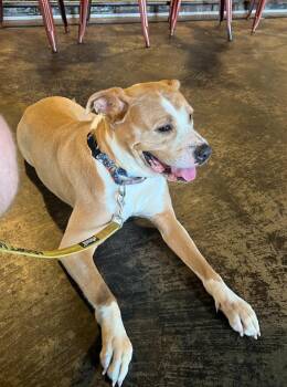 Sissy -  Terrier Dog for Adoption in New Kensington, Pennsylvania - Sissy | PetCurious