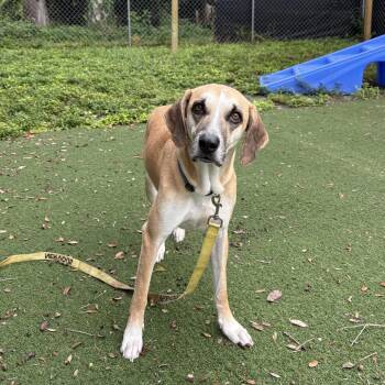 Belle -  Black Mouth Cur and Hound Dog for Adoption in Port Richey, Florida - Belle | PetCurious