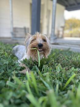 Theodore -  Yorkshire Terrier Dog for Adoption in Wilder, Kentucky - Theodore | PetCurious